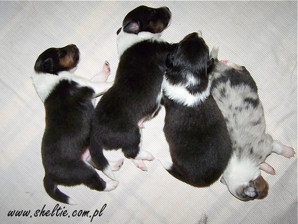 Lovesome P-litters (Merlin x Sally)